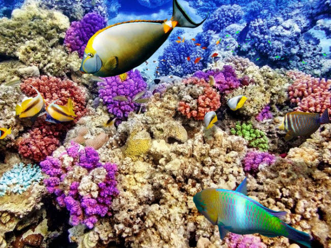 Rạn san hô Great Barrier, Australia: Đây là hệ sinh thái san hô lớn nhất trên thế giới và trở thành điểm đến lý tưởng dành cho du khách thích lặn bình khí. Chiều  dài của rạn san hô này thậm chí còn vượt chiều dài của công trình Vạn Lý Trường Thành ở Trung Quốc.