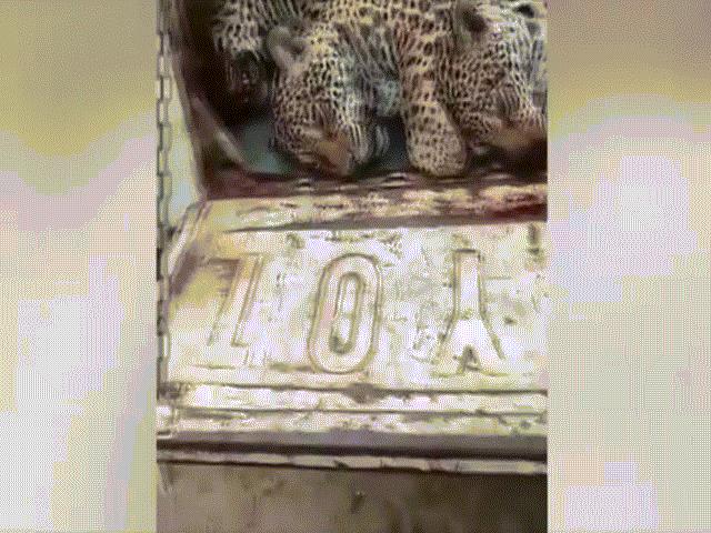 Thế giới - Video: Phẫn nộ cảnh gia đình báo đốm bị thợ săn thảm sát, vứt xác trên xe hơi ở Brazil