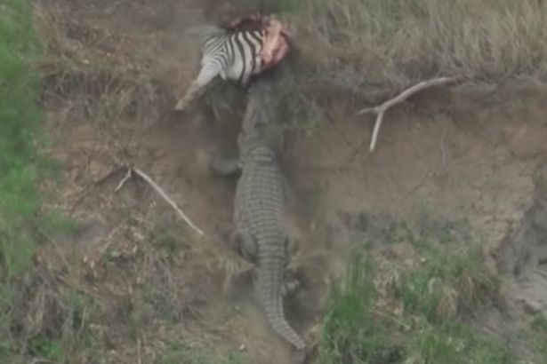 Cá sấu cướp mồi của sư tử, kéo xuống sông.