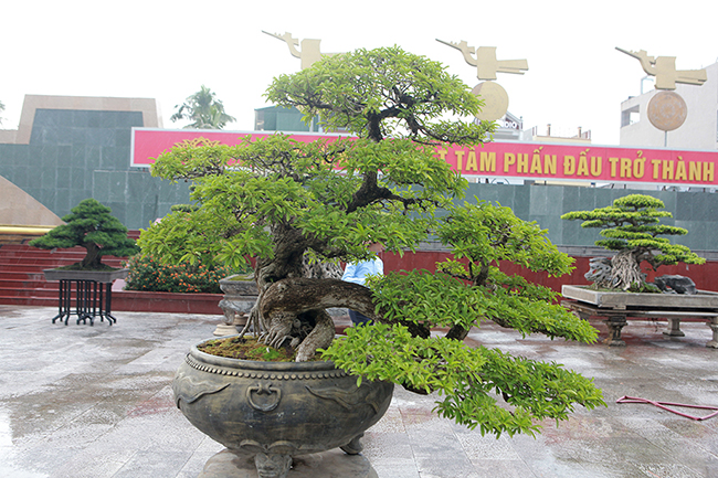 Anh Nguyễn Kim Ngọc (TP. Quy Nhơn, Bình Định), chủ nhân của tác phẩm cho biết, đây là cây mận rừng có tuổi đời trên 50 năm.