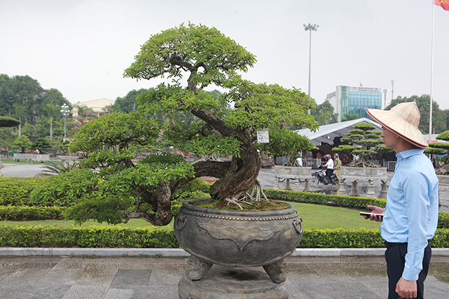 Tại triển lãm cây cảnh diễn ra ở TP. Thanh Hóa mới đây, cây mận rừng bonsai được giao dịch với giá trên 1 tỷ đồng khiến dân chơi cây cảnh sửng sốt.