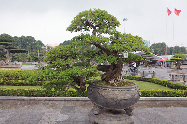 Cây mận rừng có nguồn gốc tự nhiên. Tuy nhiên, để hoàn thiện tác phẩm, nhà vườn phải mất nhiều năm tạo tác tay cành cho hoàn chỉnh.