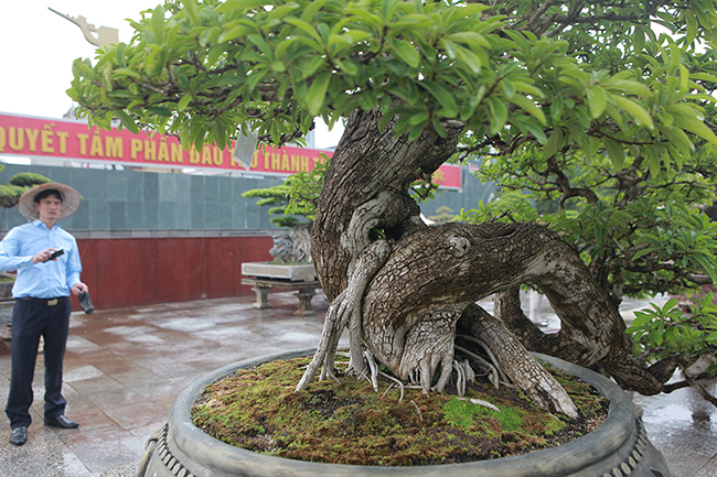Giới chơi cây cảnh đánh giá, đây là cây mận rừng đắt nhất Việt Nam.