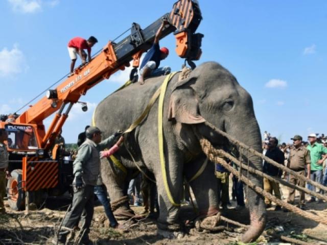 Phi thường - kỳ quặc - Bị bắt sống, voi mang tên trùm khủng bố bin Laden bất ngờ lăn ra chết