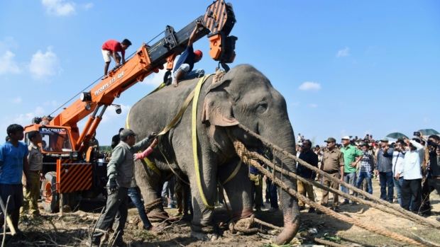 Con voi được đặt tên bin Laden chết sau chưa đầy một&nbsp;tuần trong môi trường nuôi nhốt.