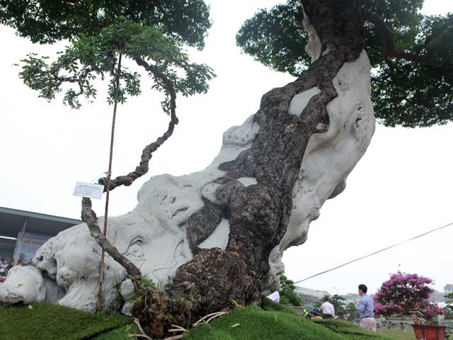 Thị trường - Tiêu dùng - Cây me keo 100 tuổi được định giá hơn 5 tỷ đồng