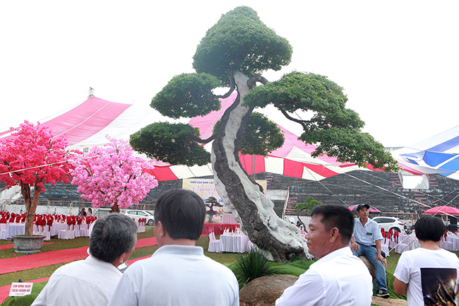 Cây me keo có dáng thế độc đáo xuất hiện tại triển lãm cây cảnh Phúc Thọ 2019 đã gây chú ý với du khách và giới chơi cây cảnh