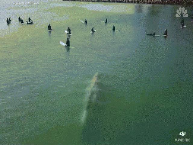 Thế giới - Nín thở cảnh cá voi khổng lồ bơi ngay dưới hàng chục người đang lướt sóng