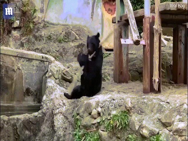Phi thường - kỳ quặc - Video: Gấu "võ sư" múa gậy chuyên nghiệp không thua kém người