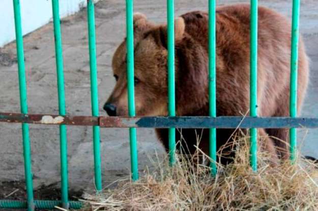 Cô gấu Katya đã phải "ngồi tù suốt 15 năm" (Ảnh: east2west News)