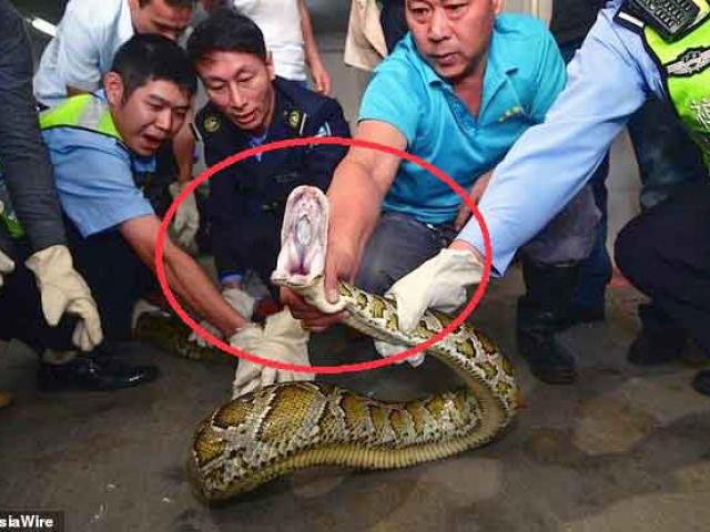 Thế giới - TQ: Hơn 10 năm ẩn nấp trên trần, trăn "khủng" xuất đầu lộ diện gây kinh sợ