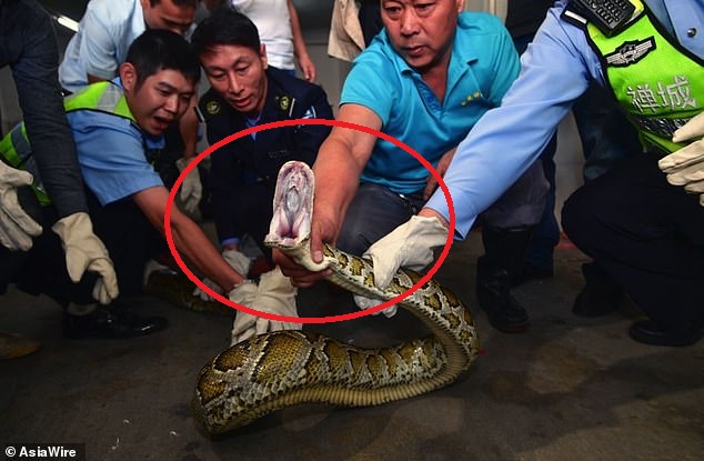 TQ: Hơn 10 năm ẩn nấp trên trần, trăn "khủng" xuất đầu lộ diện gây kinh sợ - 2