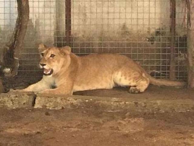 Thế giới - Nigeria: Nuôi sư tử làm... chó giữ nhà