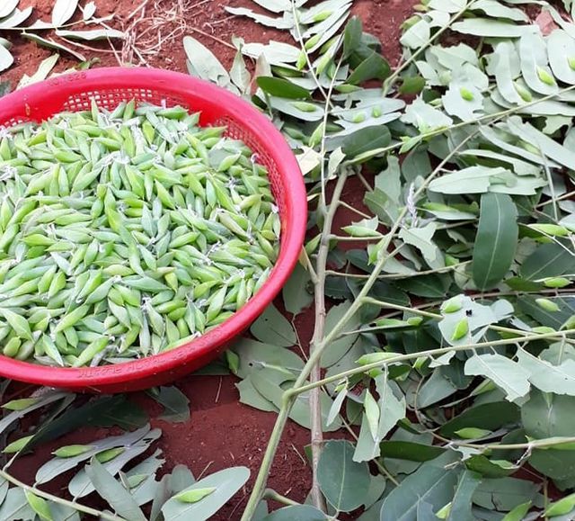 Sâu muồng là đặc sản ngon trứ danh ở mảnh đất Tây Nguyên nắng gió