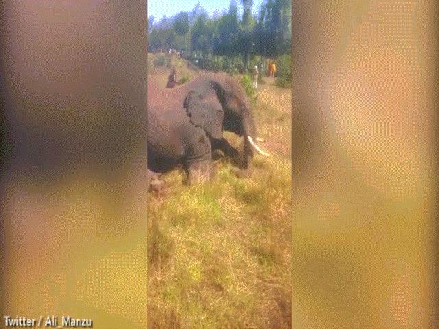 Thế giới - Video: Hãi hùng cảnh dân làng cầm mã tấu, rìu đâm chém voi rừng đến chết