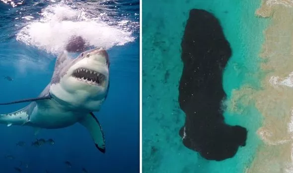 Vụ thảm sát của cá mập xảy ra ở ngoài khơi Úc.