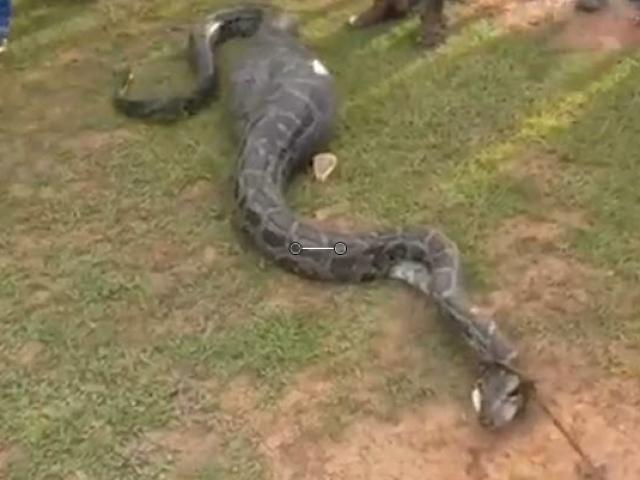 Media - Trăn "khủng" dài gần 5m bị người dân bắt sống khi vừa nuốt chửng dê