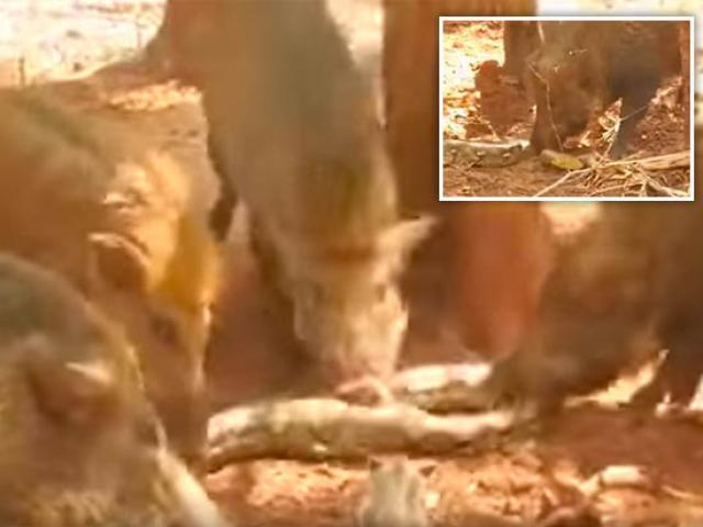 Media - Đàn lợn rừng lao vào xé xác trăn "khủng" để trả thù cho lợn con