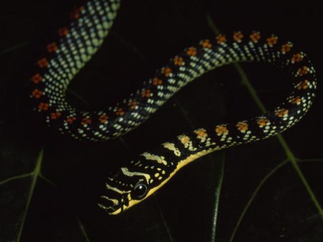 Media - Loài rắn kỳ lạ biết phi thân từ cây này sang cây khác như khỉ