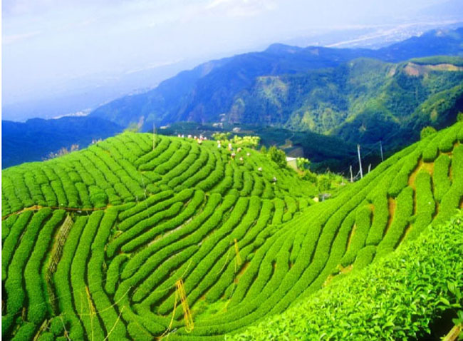 Daehan Dawon, Hàn Quốc: Boseong là quê hương của các đồn điền trà xanh ở Hàn Quốc, khu vực này cung cấp 40% trà xanh cho đất nước. Hãy đến đây để thư giãn với khung cảnh tuyệt đẹp của những cánh đồng trà này.