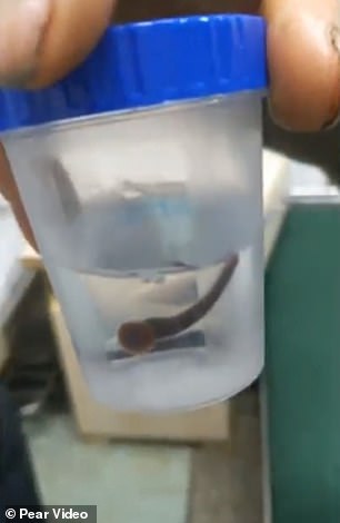 2 con đỉa ngoe nguẩy trong cốc nước