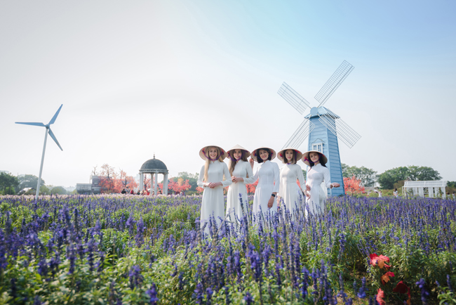 Mơ mộng giữa cánh đồ violet