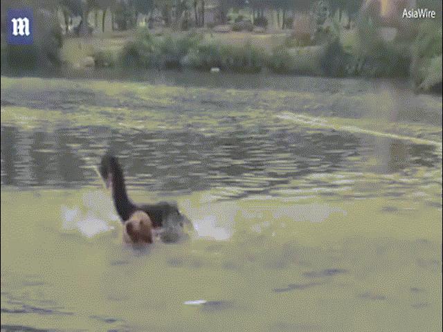 Phi thường - kỳ quặc - Video: Thấy chó xâm phạm lãnh địa, thiên nga đen lao tới "dạy cho bài học"