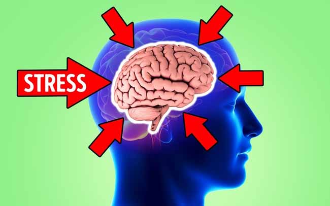 Stress có thể khiến não bạn bị teo nhỏ và đây là cách ngăn chặn - 2