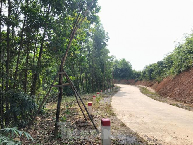 Quảng Ninh đang truy tìm chủ nhân hàng cây tiền tỷ “tự mọc” trong khuôn viên dự án