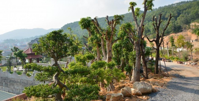 Cây xanh trang trí, thảm cỏ... nằm trước cửa "biệt phủ". Hệ thống đường bê tông cũng được hoàn thiện ngay sau đó.