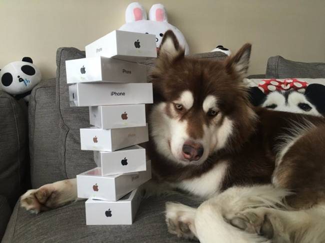 Năm 2016, Wang Sicong tiếp tục gây "bão" khi đăng hình ảnh mua cho cún cưng của mình 8 chiếc iPhone 7.