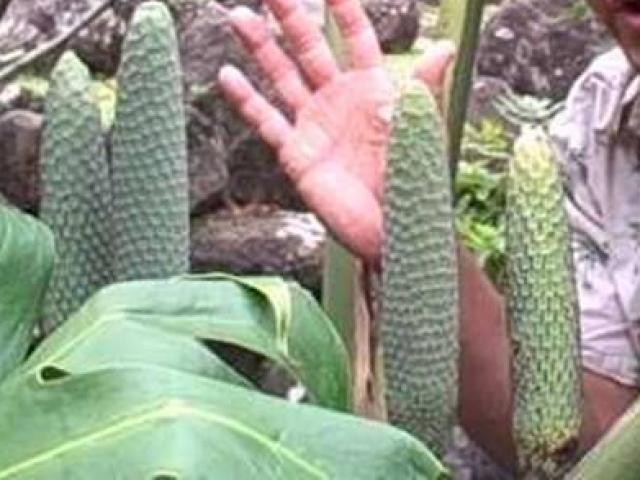 Thị trường - Tiêu dùng - Trái "quái vật", ăn khi chưa chín là gặp nguy hiểm, giá bán hơn 90.000 đồng/quả