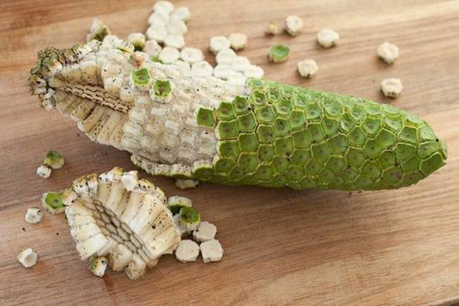 Loại quả này còn có tên là "quái vật" vì từ "Monstera" đã có nghĩa là "quái vật", còn từ "deliciosa" có nghĩa là ngon. 