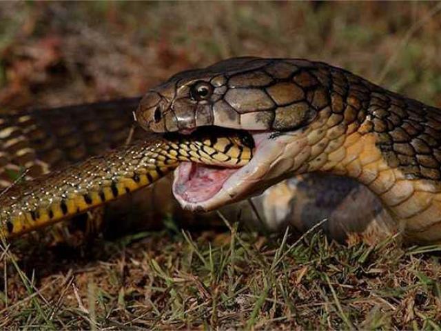 Media - Hổ mang chúa "hấp tấp" trừng phạt con mồi xâm phạm lãnh thổ