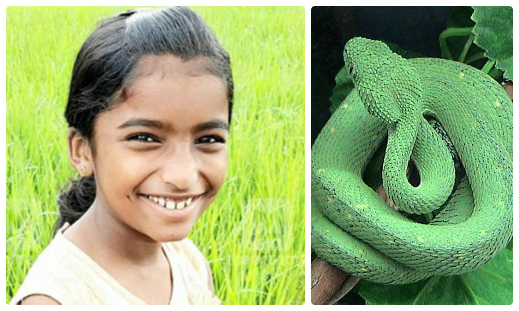 Cô bé Sherin bị rắn cắn chết do sự thờ ơ của giáo viên (ảnh: Hindustantimes)