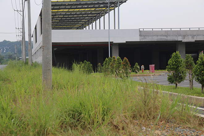 Cỏ dại mọc um tùm. Hai bên và phía sau bến xe cũng rơi vào tình trạng tương tự, bị cỏ dại phủ kín, thậm chí trong khuôn viên phía bãi đậu xe cũng bị bao phủ bởi cỏ dại nhưng không ai dọn.