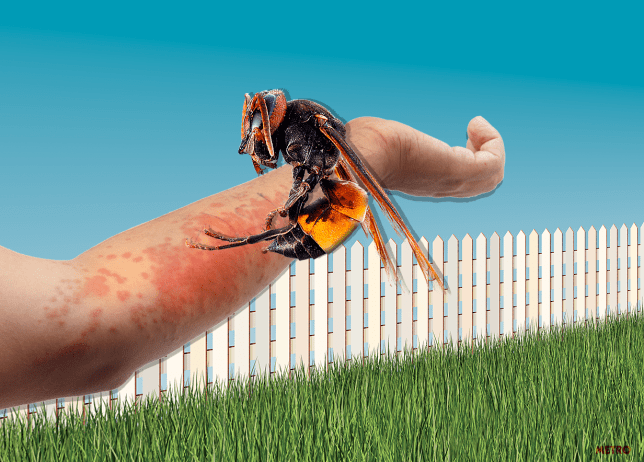 Làm thế nào để tránh bị ong bắp cày tấn công?