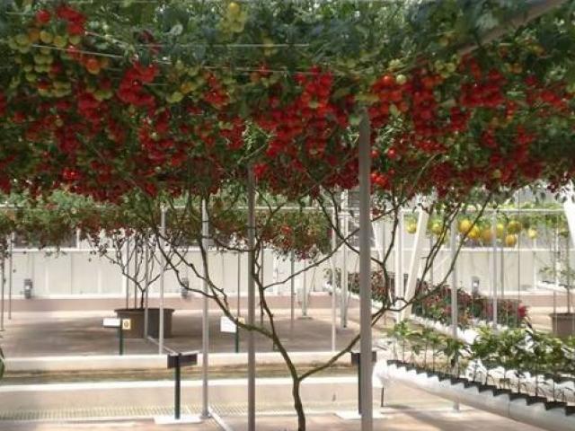 Thị trường - Tiêu dùng - Loại cây mọc hoang nay cho quả "gây sốt", ở Việt Nam từng bán 1 triệu/kg