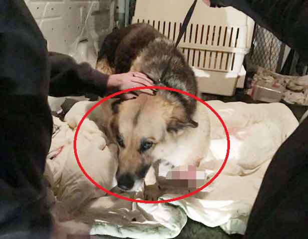 Con chó Zoe được giải cứu với một chân bị cụt