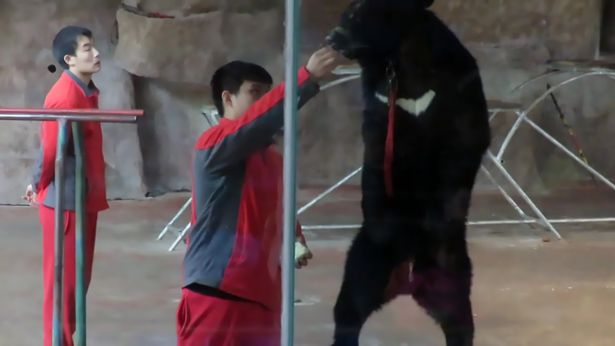 Con gấu đen ở vườn thú Trung Quốc.