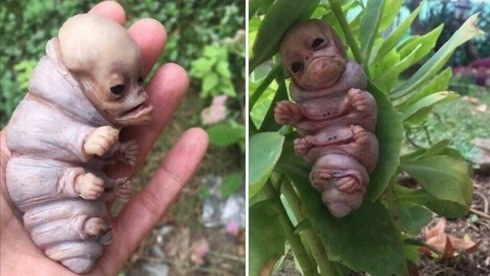  Sinh vật lạ mà tài khoản Zalo đăng tải gây hoang mang dư luận