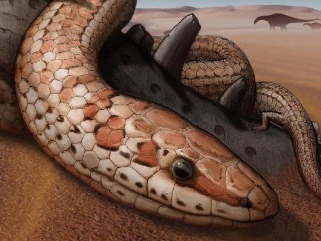 Thế giới - Bí mật gây sửng sốt của loài rắn cổ hơn 100 triệu năm