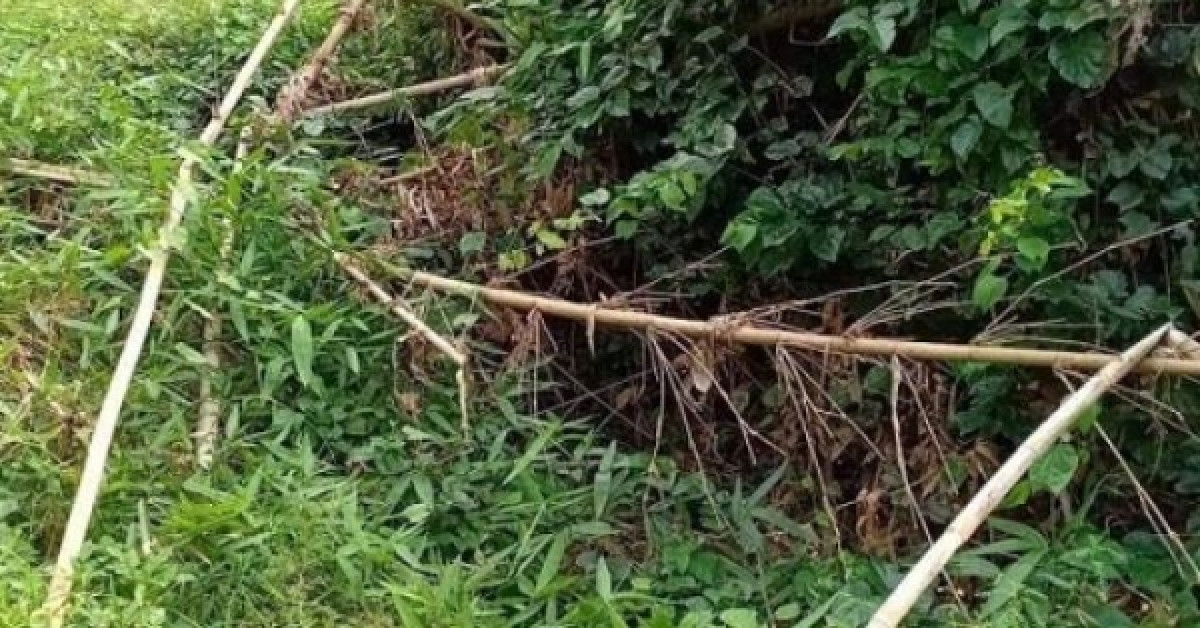 Pháp luật - Vụ phát hiện nửa thi thể trong bụi rậm: Công an tìm được phần đầu