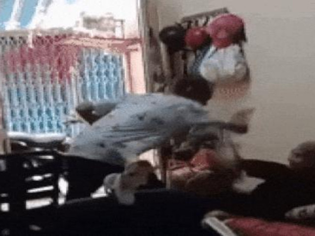 Pháp luật - Phẫn nộ cháu trai lên gối xuống trỏ vào mặt bà ngoại trong cơn phê ma túy