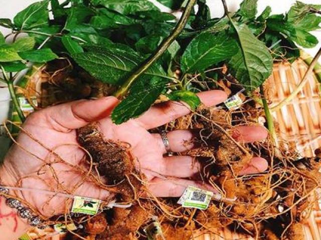 Thị trường - Tiêu dùng - Vào rừng đào được củ xấu xí, ai ngờ là báu vật giá gần nửa tỷ đồng