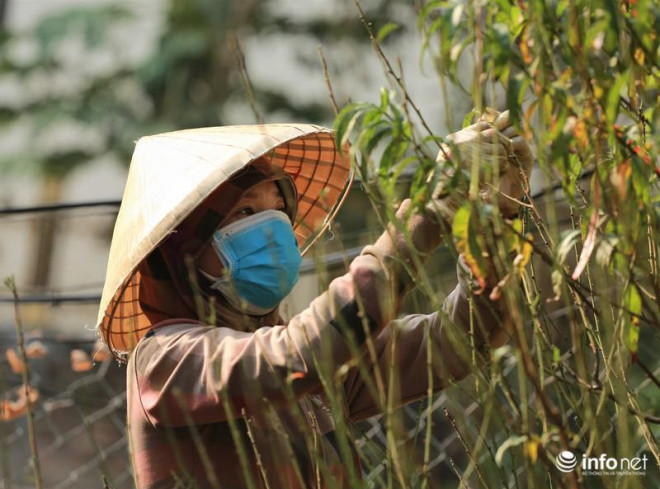 Vào thời điểm này, các vườn đào đang bắt đầu tuốt lá, chuẩn bị cho công đoạn nuôi mắt, cho đào ra nụ để sẵn sàng cho dịp Tết Nguyên đán sắp tới.