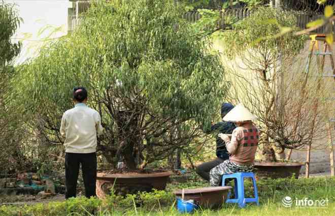 Theo ghi nhận của PV Infonet, vào chiều ngày 25/11, tại đường Lạc Long Quân và Võ Chí Công (Hà Nội), những gốc đào Nhật Tân đã được chủ vườn vận chuyển về đây để phục vụ dịp Tết 2020.