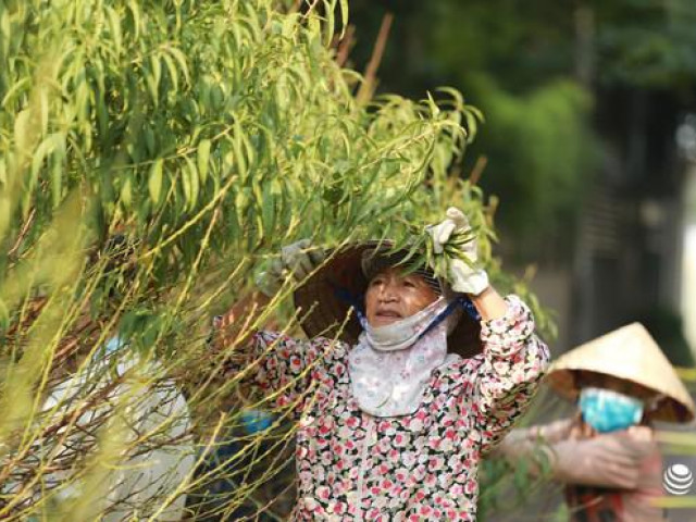 Thị trường - Tiêu dùng - Đào Nhật Tân "xuống phố" sớm, nhiều tuyến đường Hà Nội đã rộn ràng sắc Xuân