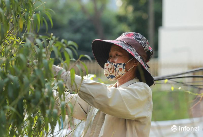 Bà Nguyễn Anh Ngọc cho biết: "Công đoạn tuốt lá thực hiện đúng thời điểm, thời tiết thuận lợi thì đào sẽ cho ra hoa đúng dịp Tết. Nhưng hiện thời tiết khá nóng bức, tuốt lá vào lúc này tôi cũng thấy hơi lo lắng vì sẽ khiến hoa... ra sớm".