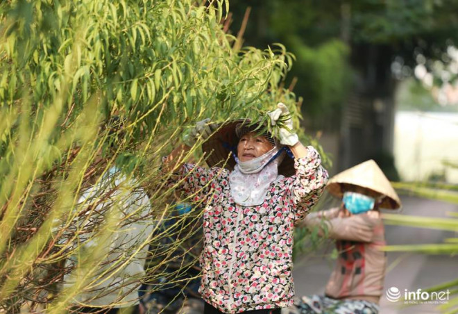 Việc tuốt lá luôn phải được thực hiện đúng thời gian để đào có thể ra được mắt và nuôi dưỡng mắt đào. Có như vậy những cây đào Tết mới cho ra được những nụ hoa to, đẹp và đều đúng dịp Tết.